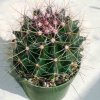 Ferocactus_hamatacanthus